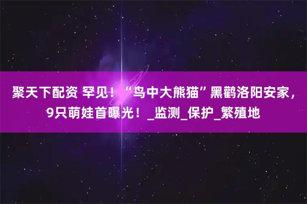 聚天下配资 罕见！“鸟中大熊猫”黑鹳洛阳安家，9只萌娃首曝光！_监测_保护_繁殖地